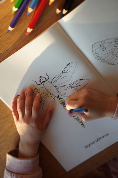 Kolorowanka Owady, realistyczne ręcznie wykonane ilustracje Kolorowanka Owady, realistyczne ręcznie wykonane ilustracje