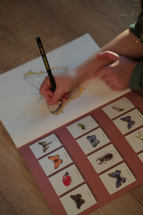 Kolorowanka Owady, realistyczne ręcznie wykonane ilustracje Kolorowanka Owady, realistyczne ręcznie wykonane ilustracje