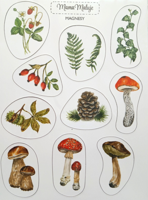 Magnesy Leśne botaniczne, realistyczne malowane ilustracje Magnesy Leśne botaniczne, realistyczne malowane ilustracje