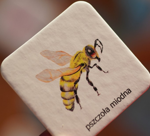 Memo owady, realistyczne malowane ilustracje Memo owady, realistyczne malowane ilustracje