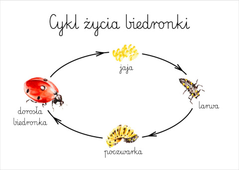 Plakat Cykl życia biedronki A3, realistyczne malowane ilustracje Plakat Cykl życia biedronki A3, realistyczne malowane ilustracje