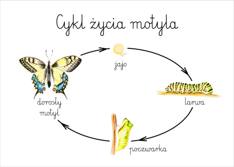 Plakat Cykl życia motyla A3, realistyczne malowane ilustracje Plakat Cykl życia motyla A3, realistyczne malowane ilustracje