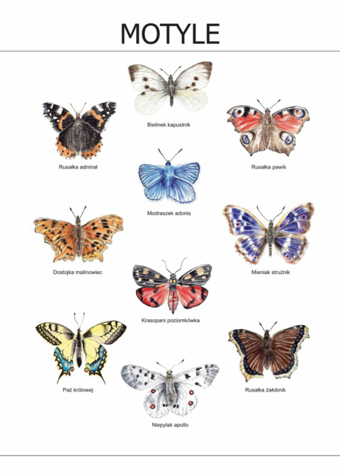 Plakat Motyle A3, realistyczne malowane ilustracje Plakat Motyle A3, realistyczne malowane ilustracje