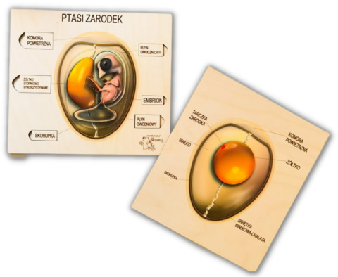 Ptasi zarodek, drewniana układanka, budowa jajka Ptasi zarodek, drewniana układanka, budowa jajka