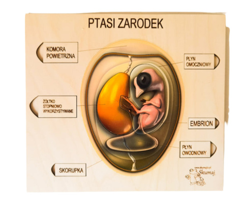 Ptasi zarodek, drewniana układanka, budowa jajka Ptasi zarodek, drewniana układanka, budowa jajka