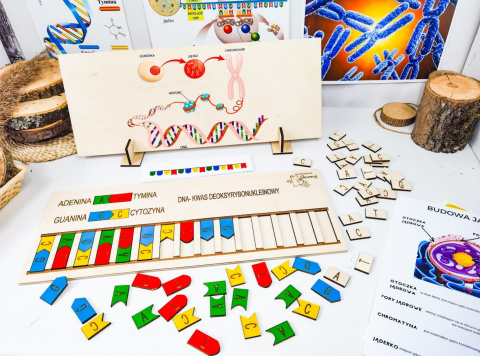 Skumaj DNA, drewniana układanka, pomoc biologiczna, genetyka Skumaj DNA, drewniana układanka, pomoc biologiczna, genetyka