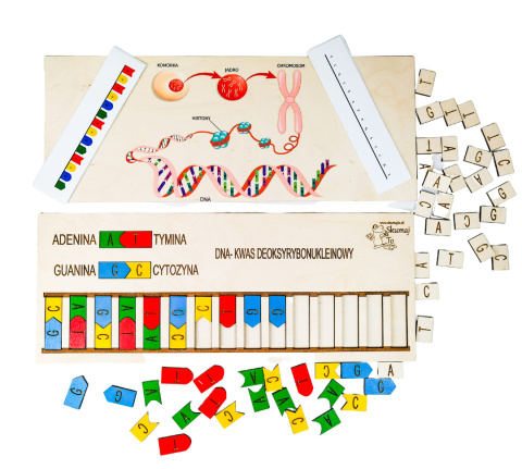 Skumaj DNA, drewniana układanka, pomoc biologiczna, genetyka Skumaj DNA, drewniana układanka, pomoc biologiczna, genetyka