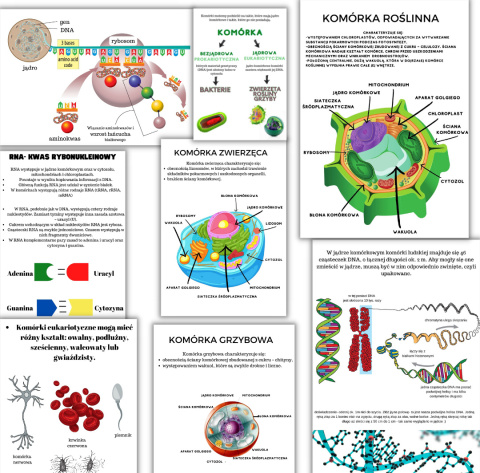 Skumaj DNA, drewniana układanka, pomoc biologiczna, genetyka Skumaj DNA, drewniana układanka, pomoc biologiczna, genetyka